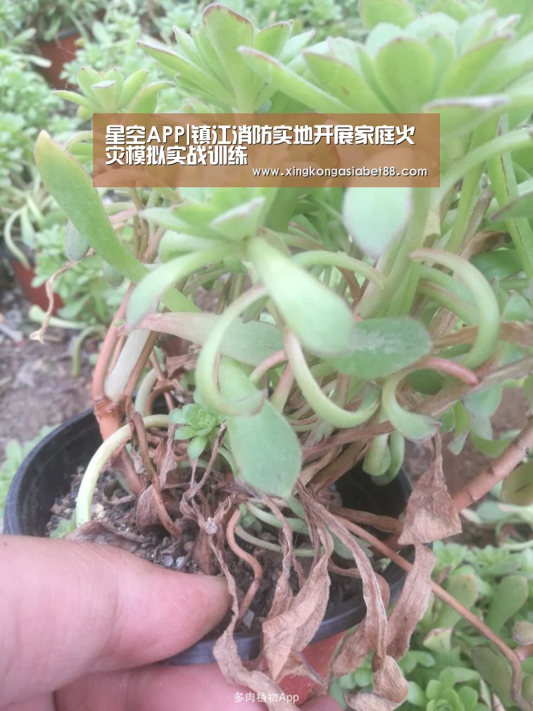 星空APP|镇江消防实地开展家庭火灾模拟实战训练(图1) 星空APP